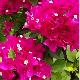 Bougainvillier Vera rose orang�