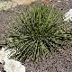 Agave geminiflora