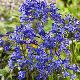 Agapanthe Lapis Lazuli