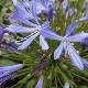 Agapanthe � fleurs bleu fonc�