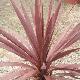 Cordyline Burgundy Spire