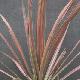 Cordyline Pink Stripe