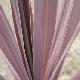 Cordyline � feuillage pourpre