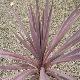 Cordyline � feuillage pourpre