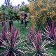 Cordyline Pacific Dawn
