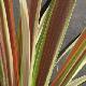 Cordyline Eurostar
