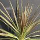 Cordyline Eurostar