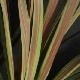 Cordyline Eurostar