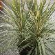 Cordyline Sparkler