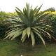 Cordyline indivisa