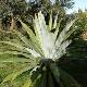 Cordyline indivisa