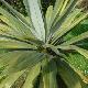 Cordyline indivisa