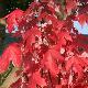 �rable Autumn Blaze
