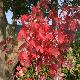 �rable Autumn Blaze