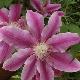 Cl�matite � grandes fleurs Docteur Ruppel