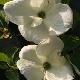 Cornouiller � fleurs Eddie's White Wonder