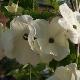 Cornouiller � fleurs Eddie's White Wonder