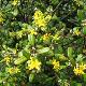 Corokia Yellow Wonder