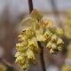 Corylopsis glabre