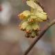 Corylopsis glabre