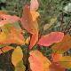 Arbre � perruques Flame