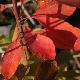Arbre � perruques Flame