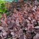 Arbre � perruques Royal Purple