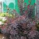Arbre � perruques Royal Purple