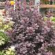 Arbre � perruques Royal Purple