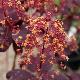 Arbre � perruques Royal Purple
