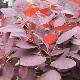 Arbre � perruques Royal Purple