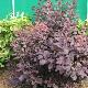 Arbre � perruques Royal Purple
