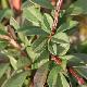 Cotoneaster � feuilles glauques