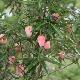 Crinodendron � fleurs roses