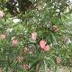 Crinodendron � fleurs roses