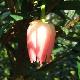 Crinodendron � fleurs roses