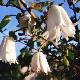 Crinodendron � fleurs blanches