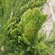 Cryptomeria cristata