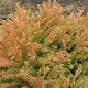 Cryptomeria globosa nana