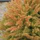 Cryptomeria globosa nana
