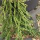 Cryptomeria Rasen-sugi
