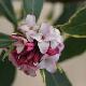Daphn� du Japon panach�