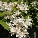 Deutzia gracilis