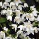 Deutzia gracilis
