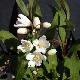 Deutzia Nikko