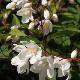 Deutzia kalmiiflora