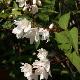 Deutzia kalmiiflora