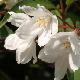 Deutzia kalmiiflora