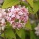 Deutzia Mont Rose