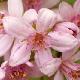Deutzia Mont Rose